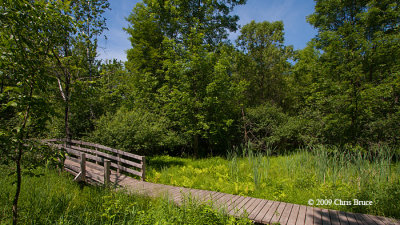 Beaver Trail boardwalk