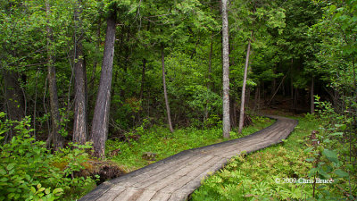 Jack Pine Trail boardwalk