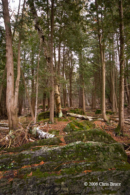 Rocks at Jack Pine Trail