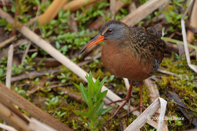 Virginia Rail