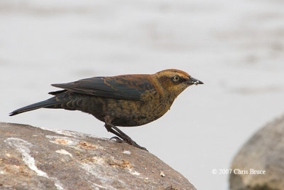 Rusty Blackbird (fall male)