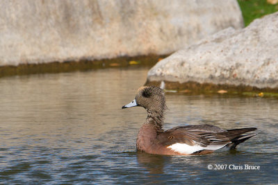 American Wigeon