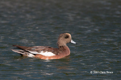 American Wigeon