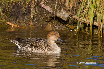 Northern Pintail (female)