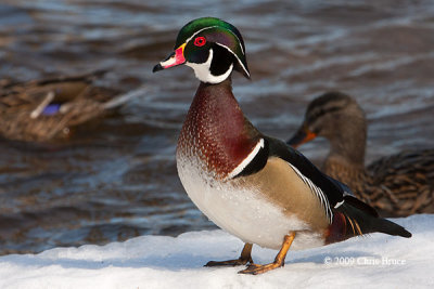 Wood Duck (male)