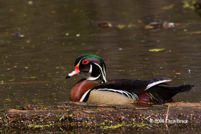 Wood Duck (male)