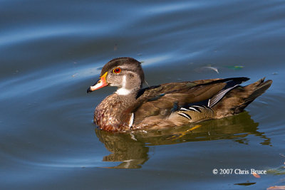 Wood Duck (male)