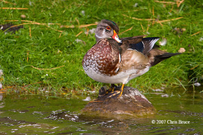 Wood Duck (male)