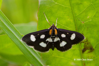 Eight-spotted Forester (Alypia octomaculata)