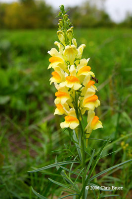 Butter-and-Eggs (Linaria vulgarisc)