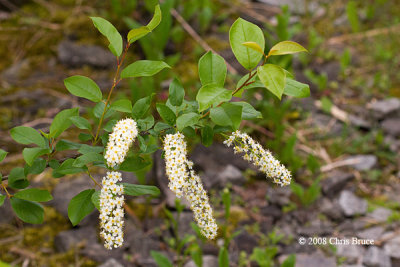 Chokecherry (Prunus virginiana)