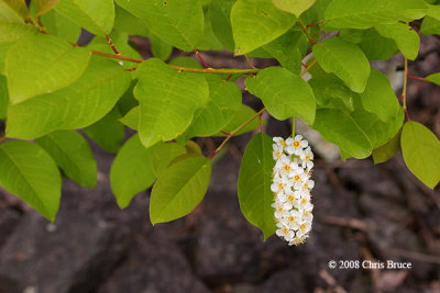 Chokecherry (Prunus virginiana)