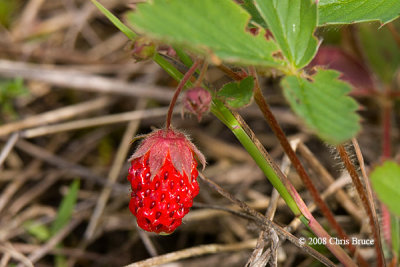 Common Strawberry fruit (Fragaria virginiana)