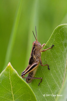 Grasshopper