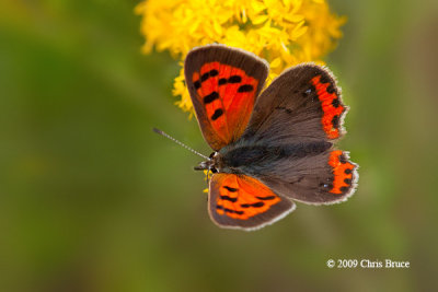 American Copper (Lycaena phlaeas)