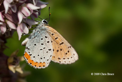 Bronze Copper (Lycaena hyllus)