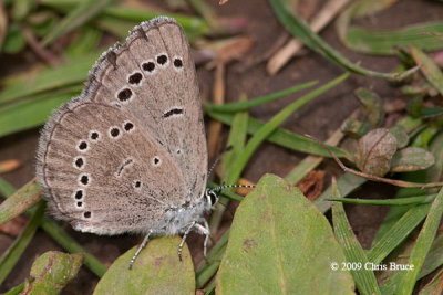 Silvery Blue (Glaucopsyche lygdamus)