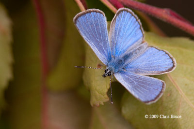 Silvery Blue (Glaucopsyche lygdamus)