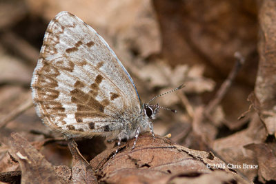 Spring Azure (Celastrina ladon)