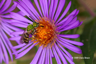 Sweat Bee (Agapostemon sp.)