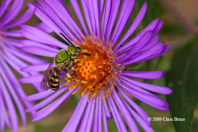 Sweat Bee (Agapostemon sp.)