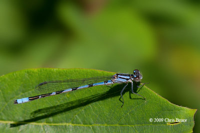 Bluet male (Enallagma sp.)