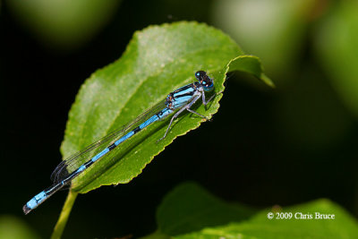 Bluet male (Enallagma sp.)