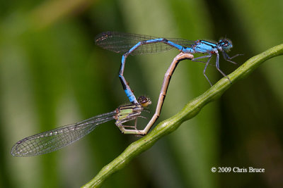 Bluets mating (Enallagma sp.)