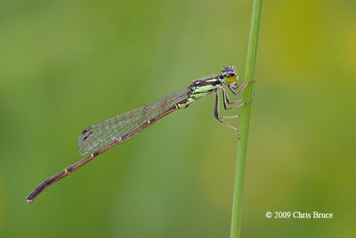 Fragile Forktail (Ischnura posita)