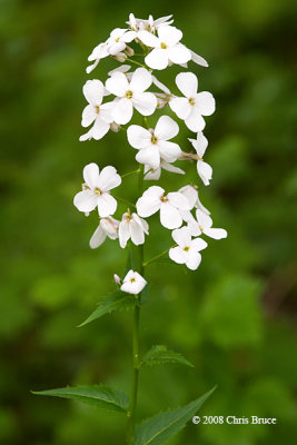 Dame's Rocket (Hesperis matronalis)