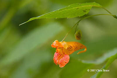 Spotted Touch-Me-Not (Impatiens capensis)