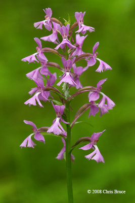 Smaller Purple Fringed Orchis (Platanthera psycodes)