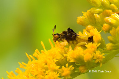 Ambush Bug (Phymata sp.)