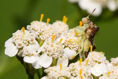 Ambush Bug (Phymata sp.)
