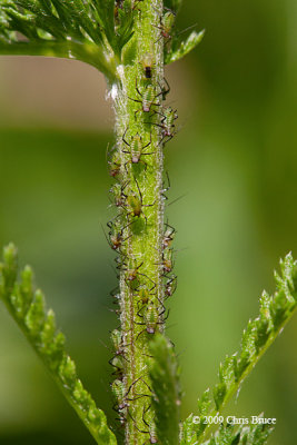 Aphids (Aphididae)