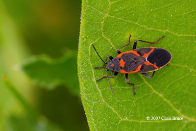 Small Milkweed Bug (Lygaeus kalmii)