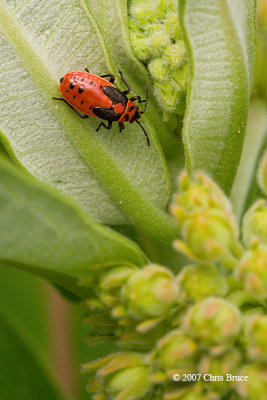 Small Milkweed Bug nymph (Lygaeus kalmii)