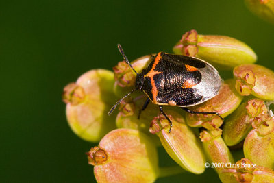 Stink Bug (Cosmopepla bimaculata)