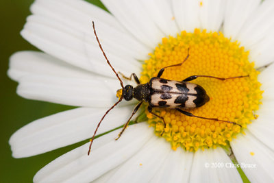 Long-horned Beetle (Judolia montivagans)