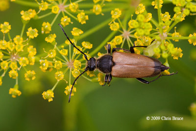 Long-horned Beetle (Trigonarthris sp.)