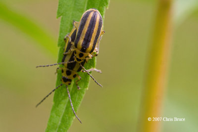 Leaf Beetles (Trirhabada sp.)