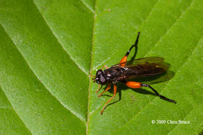 Flower Fly (Chalcosyrphus curvaria)