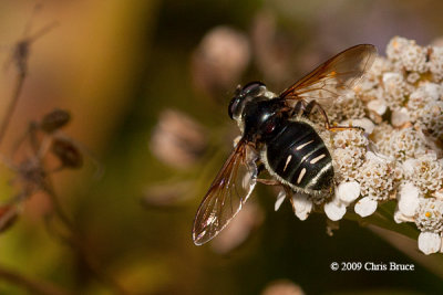 Flower Fly (Sericomyia militaris)
