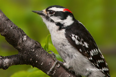 Downy Woodpecker (male)