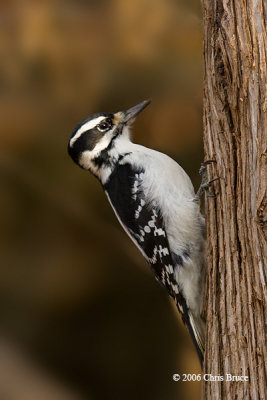 Hairy Woodpecker (female)