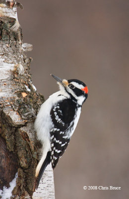 Hairy Woodpecker (male)