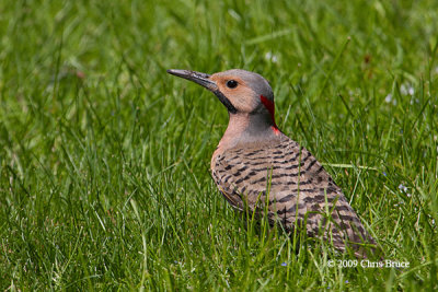 Northern Flicker (male)