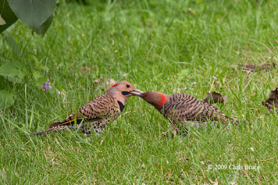 Northern Flicker feeding young