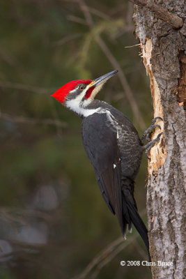 Pileated Woodpecker (male)