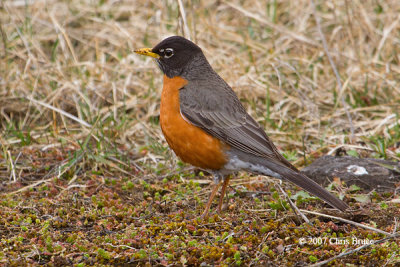 American Robin